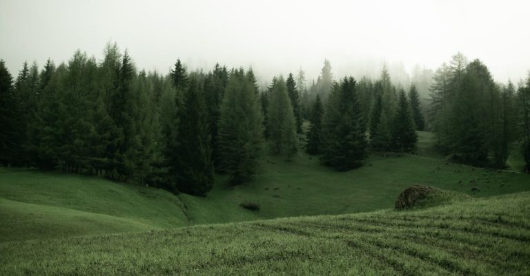 Quelles merveilles découvrir dans les Pyrénées ?