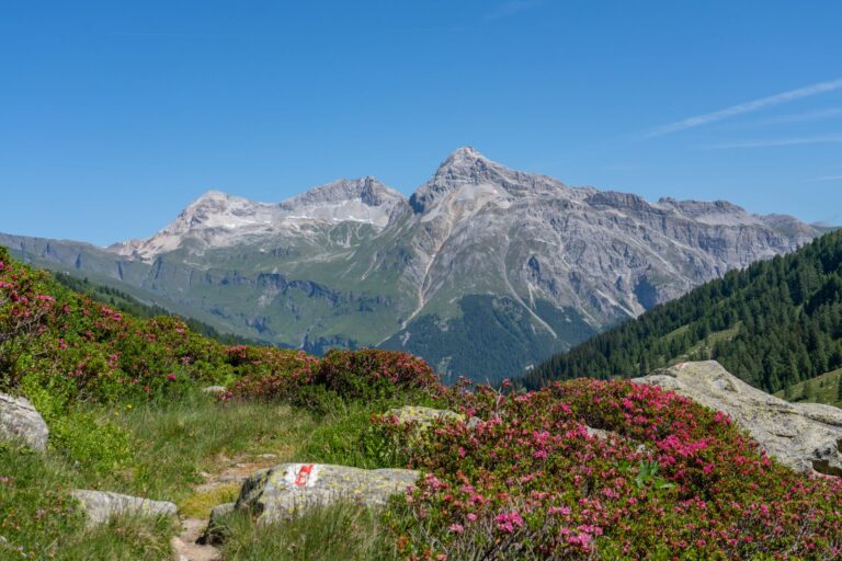 Quelles sont les richesses à découvrir en montagne ?