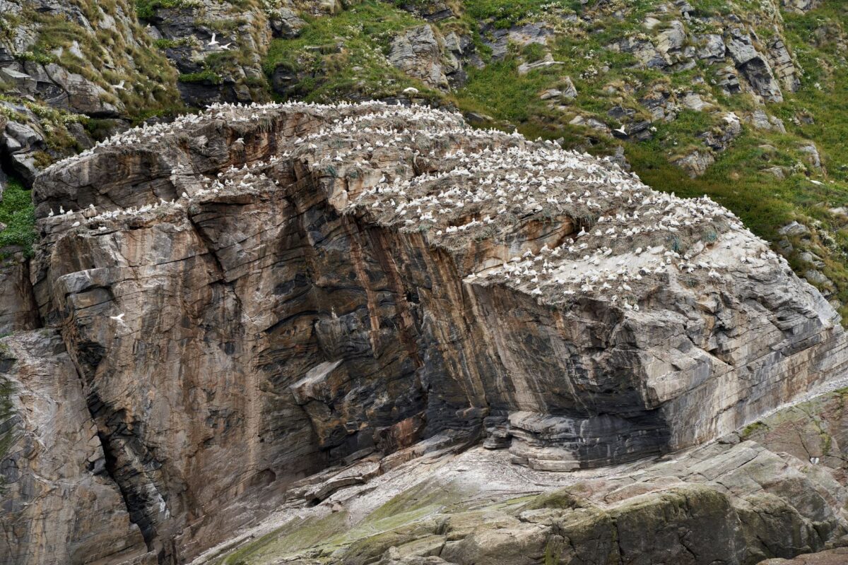 Sur l’île de Corvo, des oiseaux d’Amérique échouent chaque automne après la tempête
