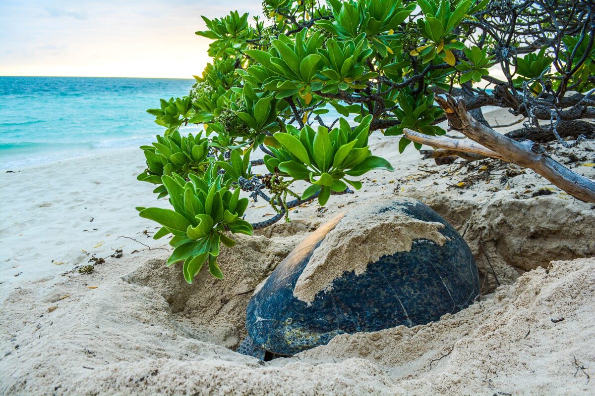 Aux atolls d’Entrecasteaux, 40 000 tortues vertes pondent sur des plages fermées au public