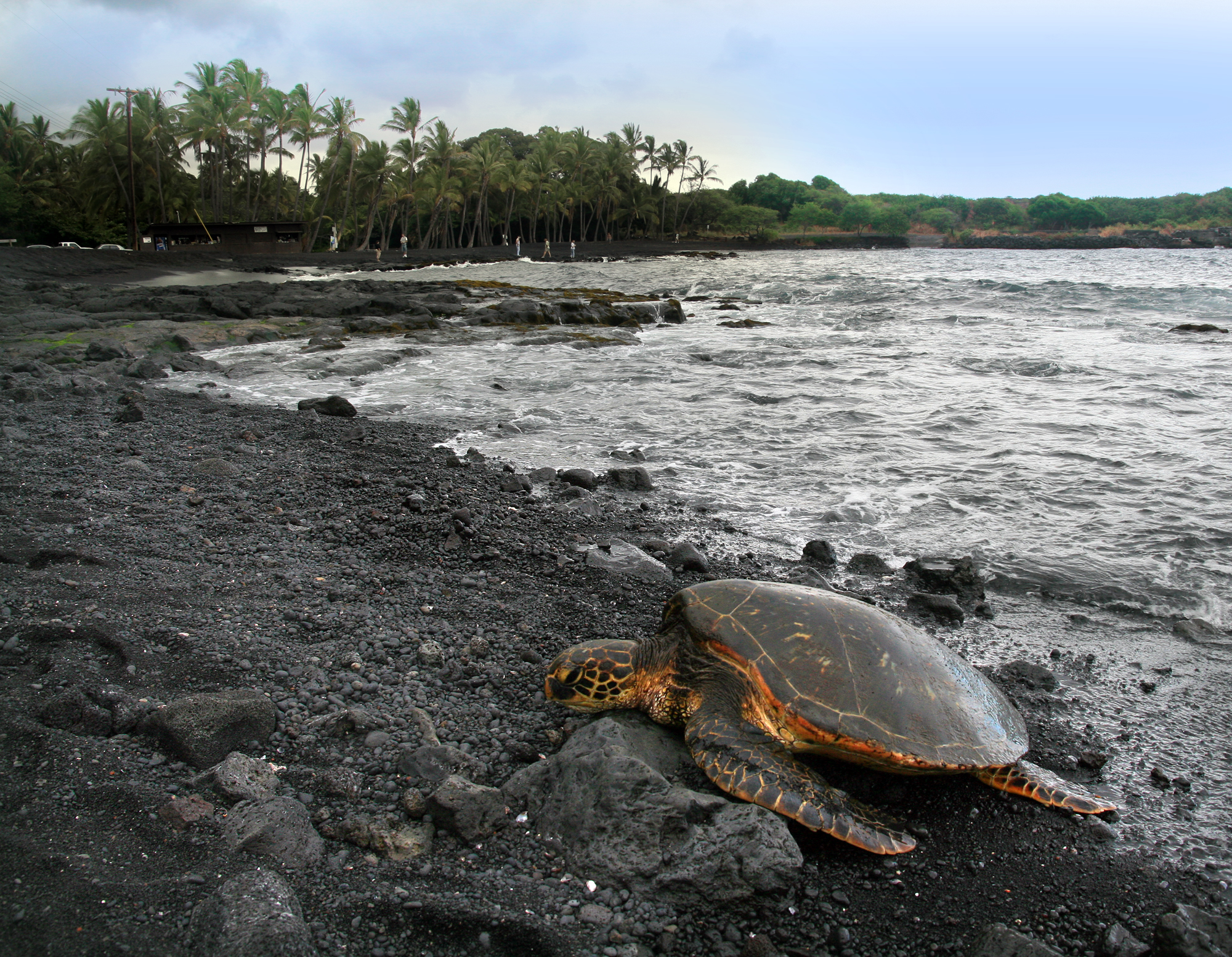 Une tortue verte est posée sur une plage sombre de galets, au bord de vagues, avec des palmiers en arrière-plan.